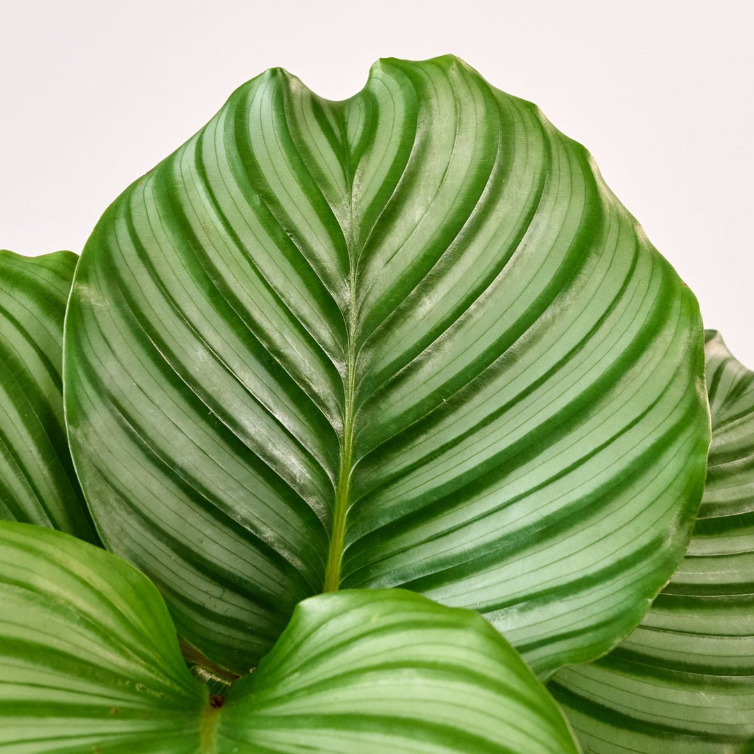 Calathea Orbifolia - LARGE - Shop Online!