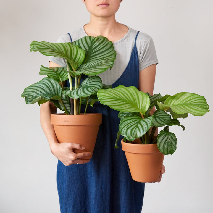 Calathea Orbifolia - LARGE - Shop Online!