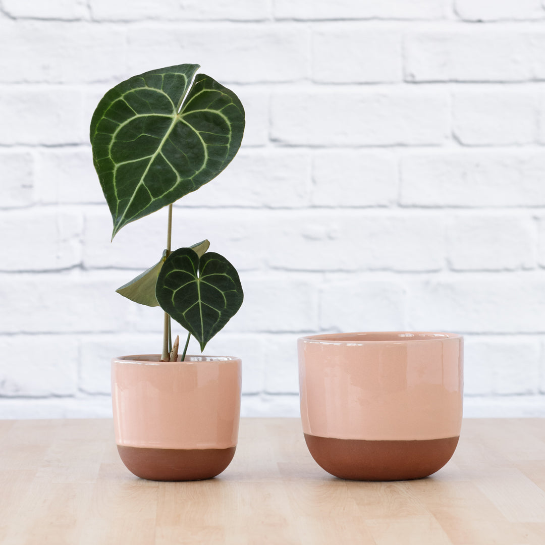 Pluto Planter - Pink - Shop Online!