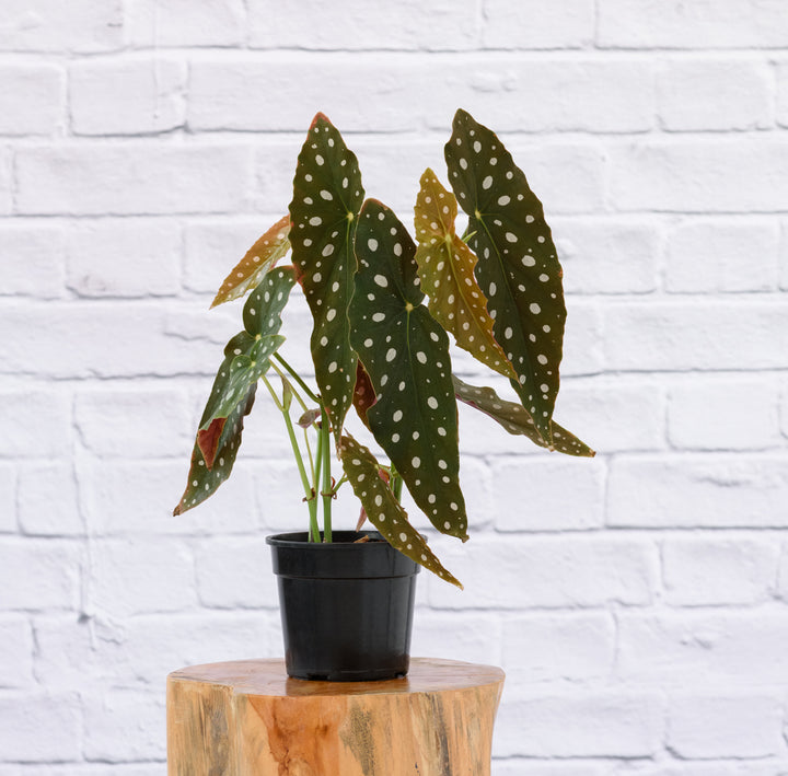 Polka Dot Begonia - Shop Online!