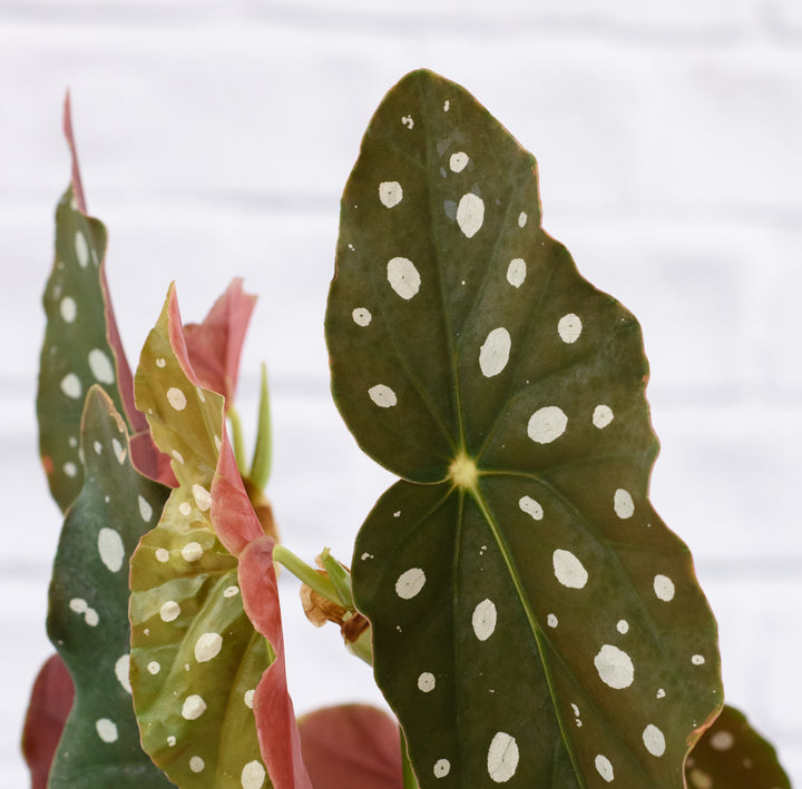 Polka Dot Begonia - Shop Online!