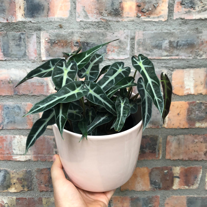 Elephants Ear - Polly - Shop Online!