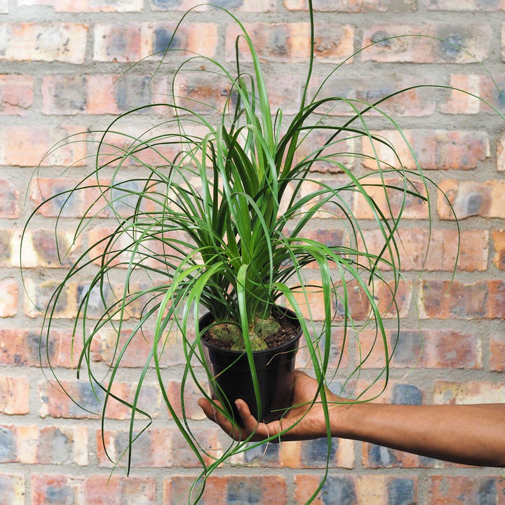 Sprouted Ponytail Palm - Shop Online!