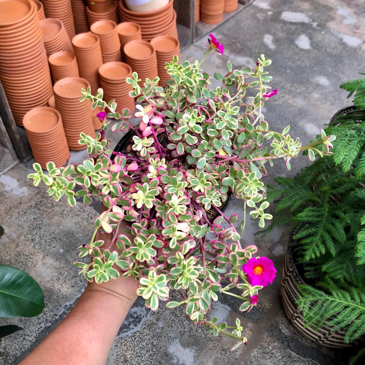 variegated portulaca succulent Portulaca - Rainbow