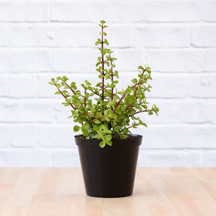 Spekboom - Shop Online!