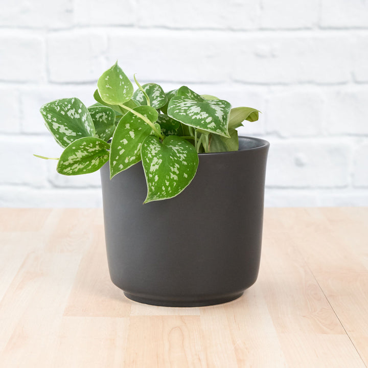Pothos - Pictus - Shop Online!