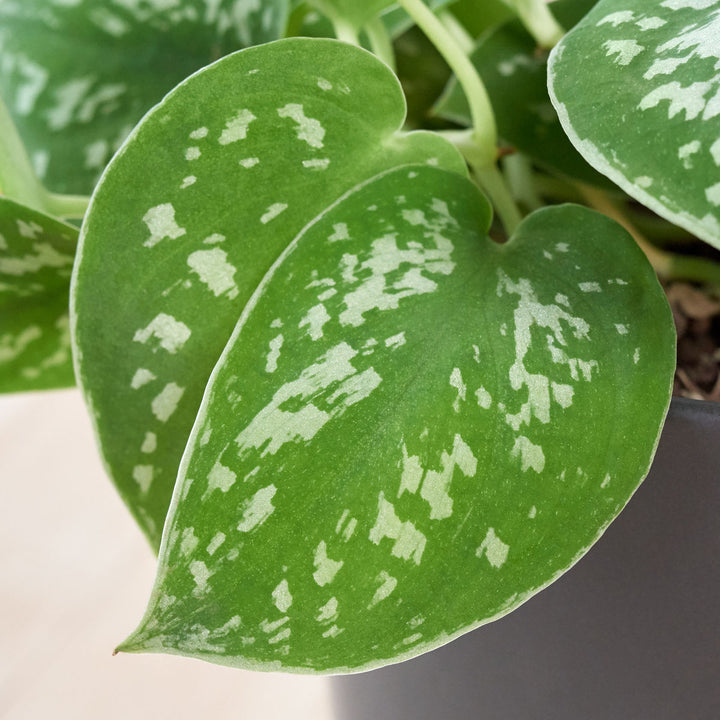 Pothos - Pictus - Shop Online!