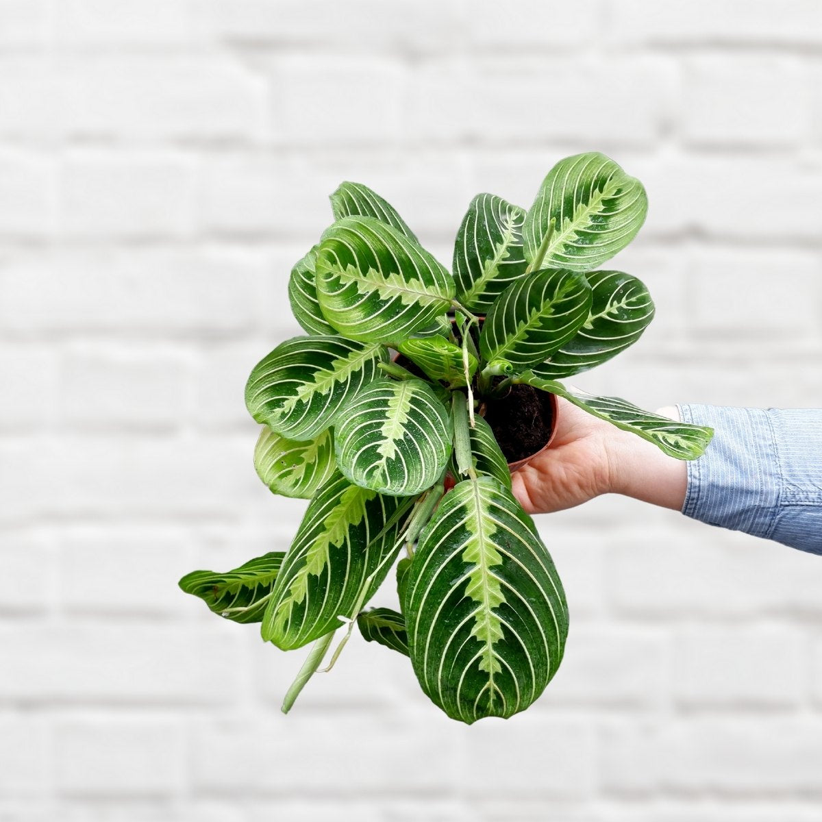 Prayer Plant - Lemon Lime