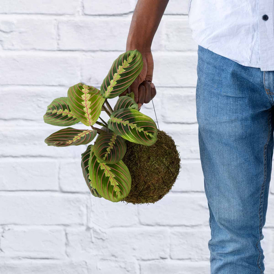 Prayer Plant Mossball - Shop Online!