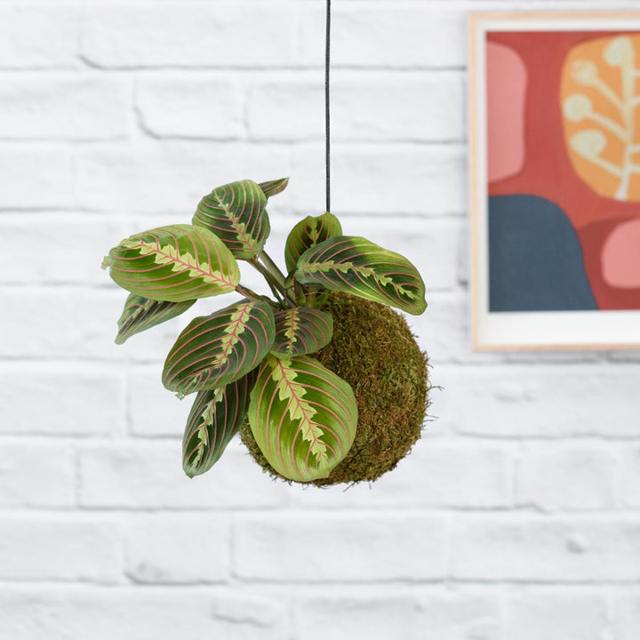 Prayer Plant Mossball - Shop Online!