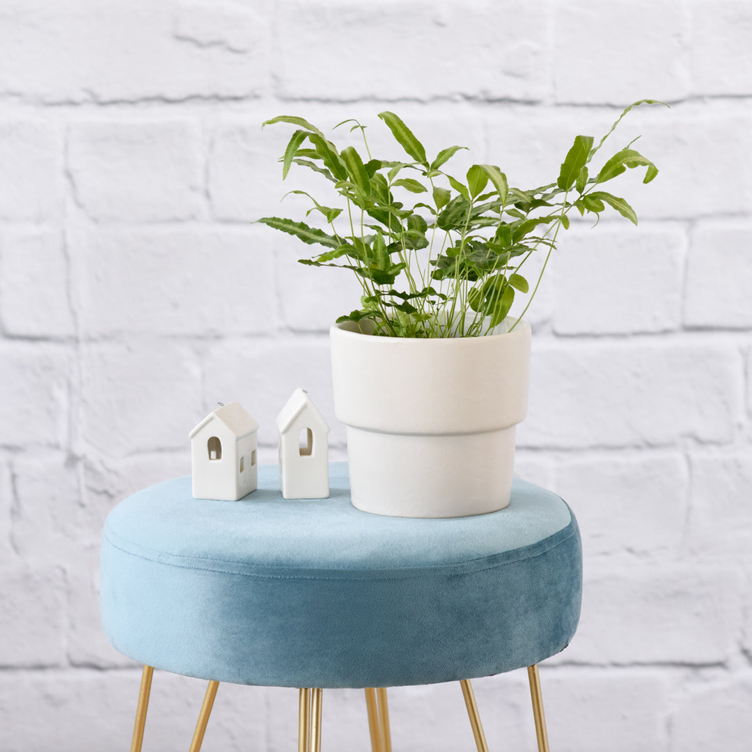 Cretan Brake Fern - Shop Online!