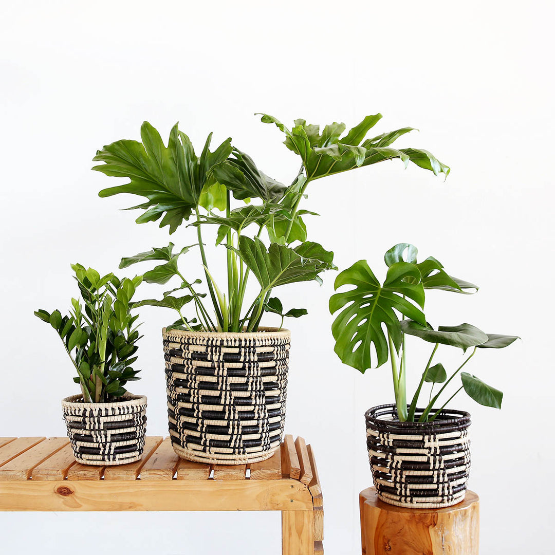 Queen Ilala Basket - Shop Online!