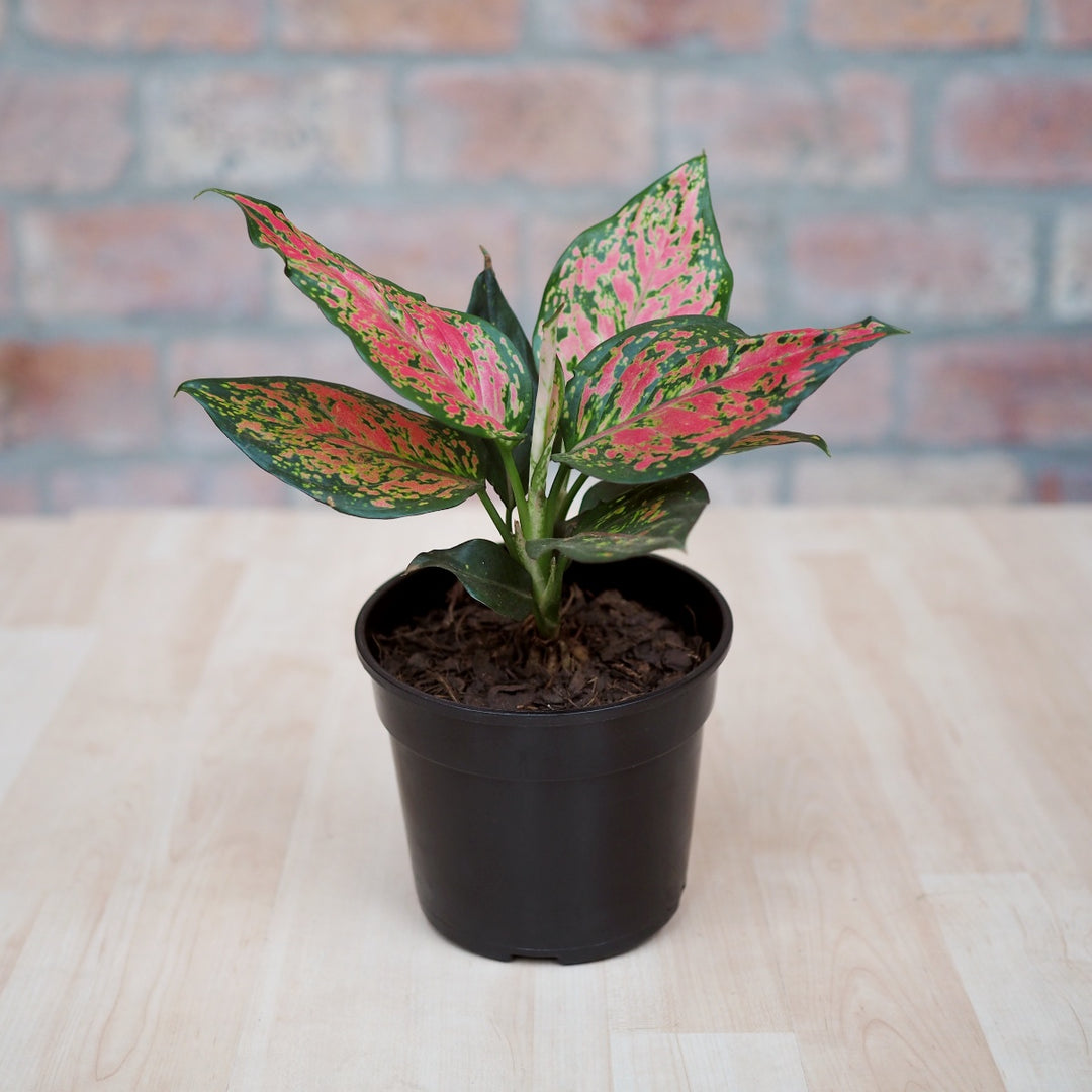 Chinese Evergreen - Red Valentine - Shop Online!
