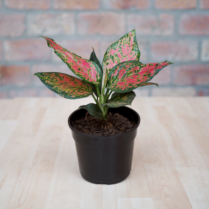 Chinese Evergreen - Red Valentine - Shop Online!