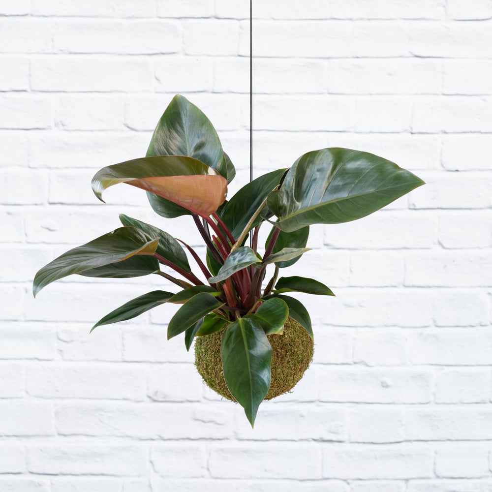 Philodendron Rojo Congo Mossball - Shop Online!