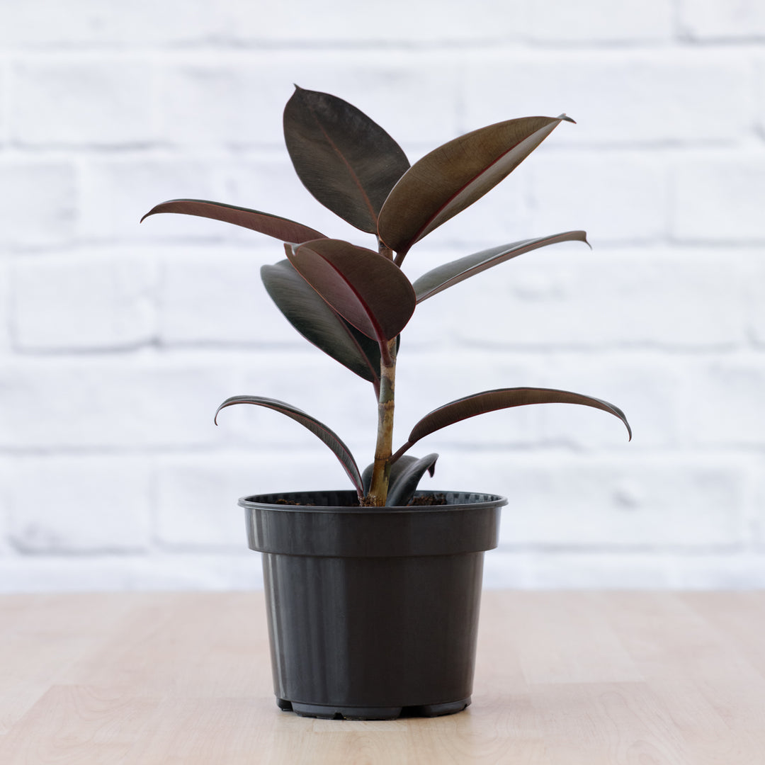 Rubber Tree - Abidjan - Shop Online!