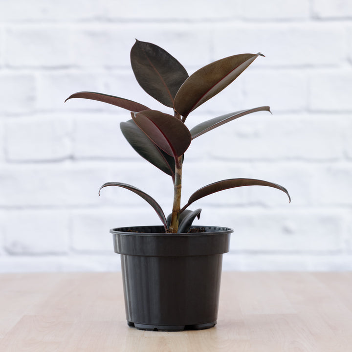 Rubber Tree - Abidjan - Shop Online!