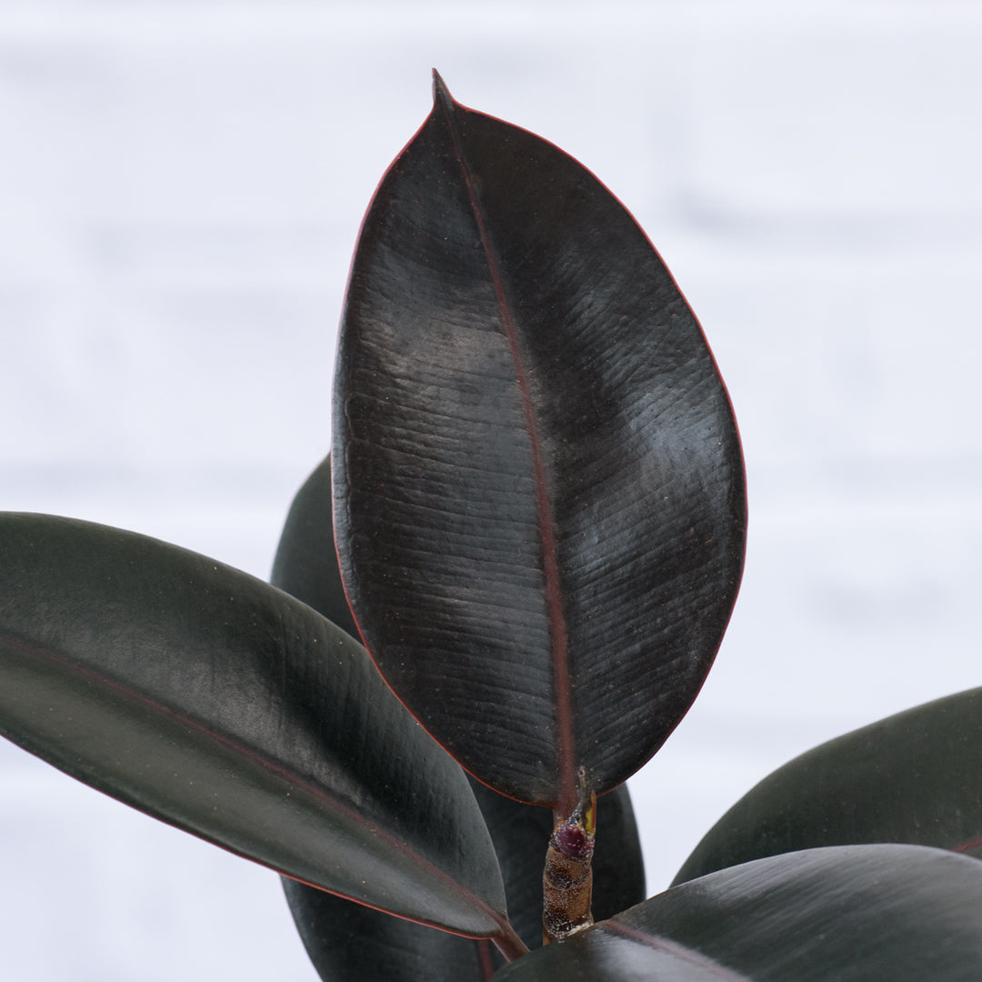 Rubber Tree - Abidjan - Shop Online!