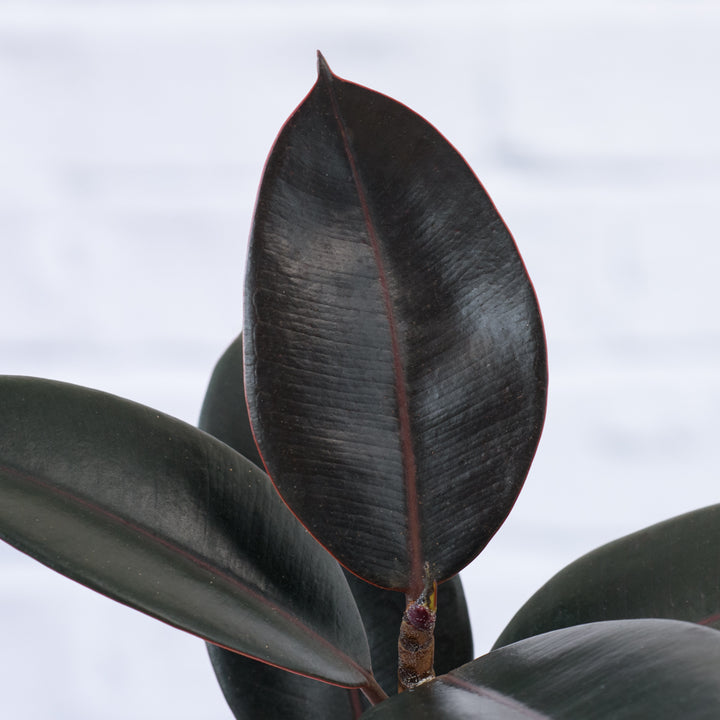 Rubber Tree - Abidjan - Shop Online!