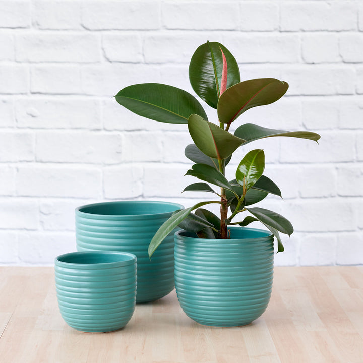 Rubber Tree - Robusta - Shop Online!