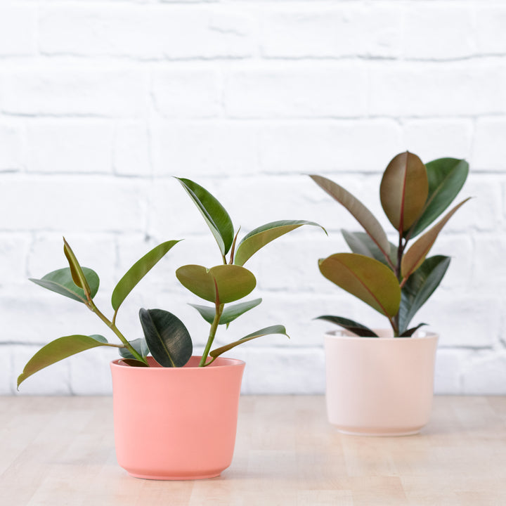 Rubber Tree - Robusta - Shop Online!