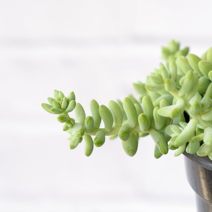 Donkey Tail - Burro - Shop Online!