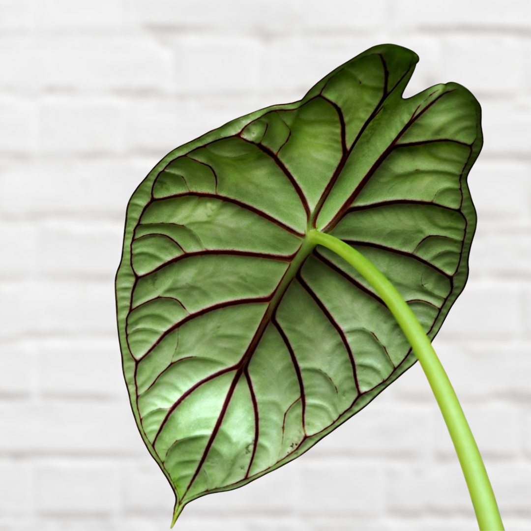 Alocasia Dragon Scale - Shop Online!