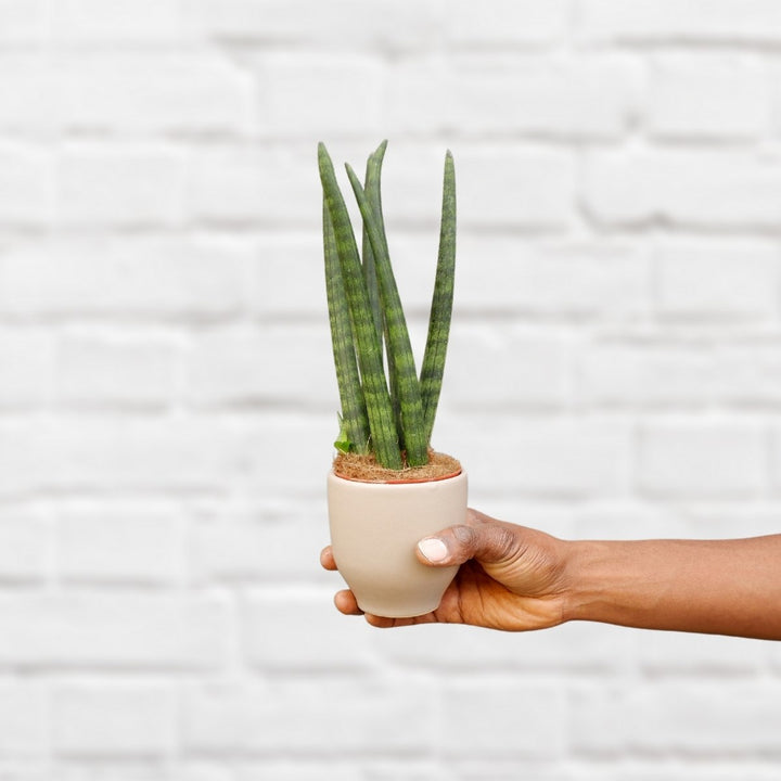 Mother in Law's Tongue - Cylindrica - Shop Online!