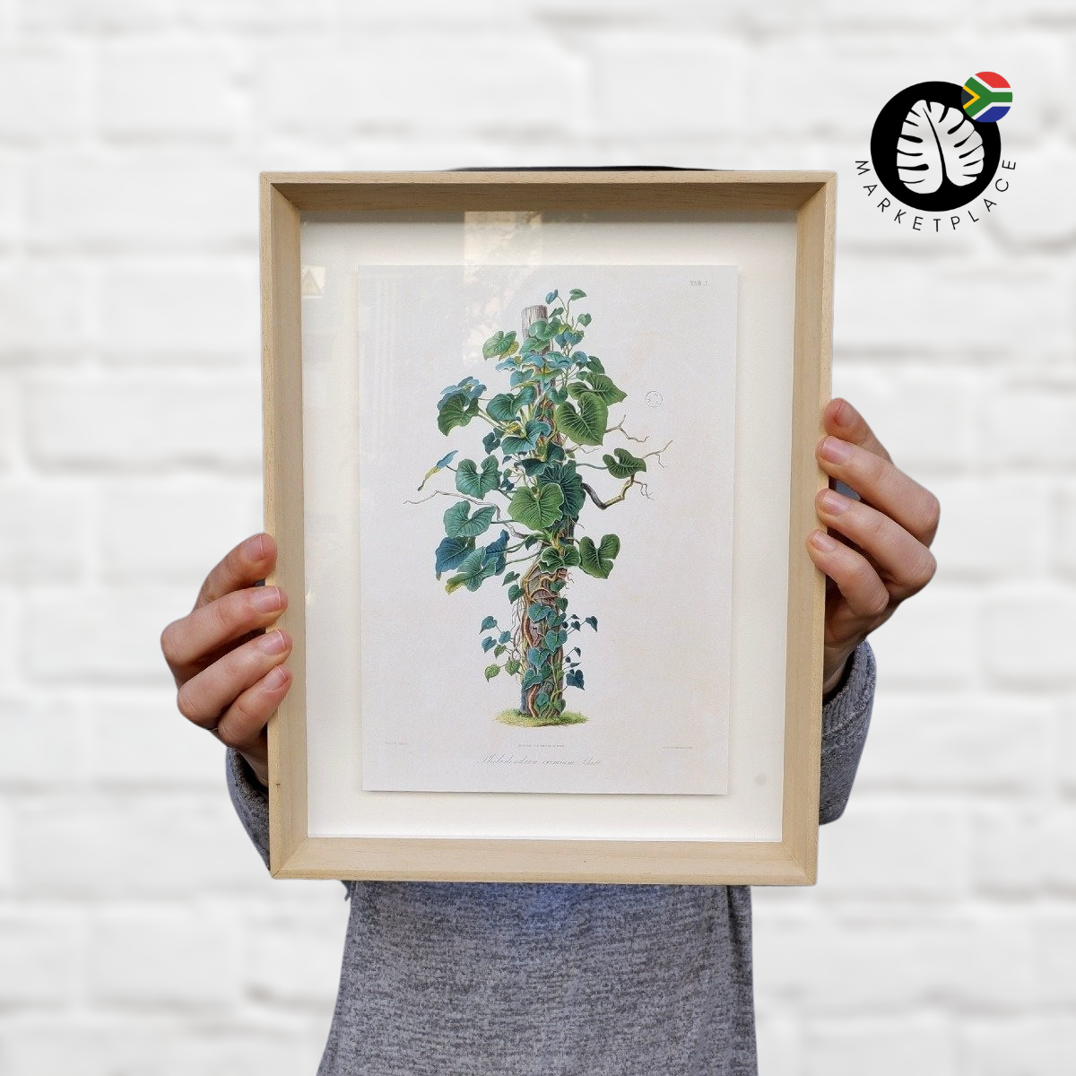 philodendron eximium houseplant Framed Print - Philodendron Eximium Specimen