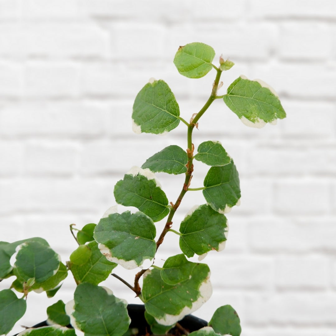 Climbing Fig - Variegated - Shop Online!