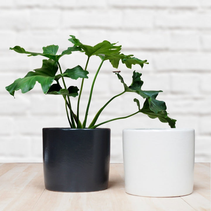 Cylinder Planter - Shop Online!