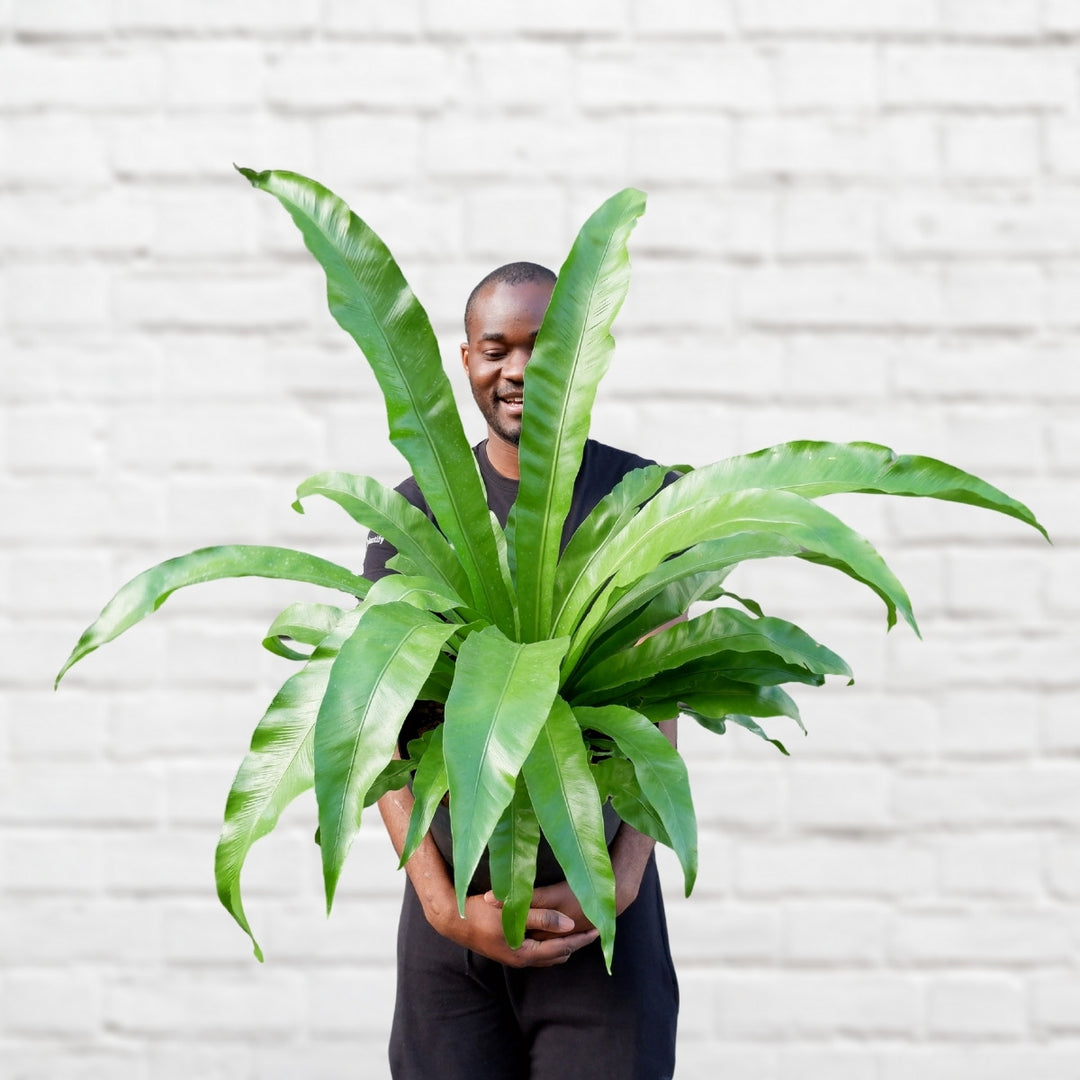 Birds Nest Fern - EXTRA LARGE - Shop Online!
