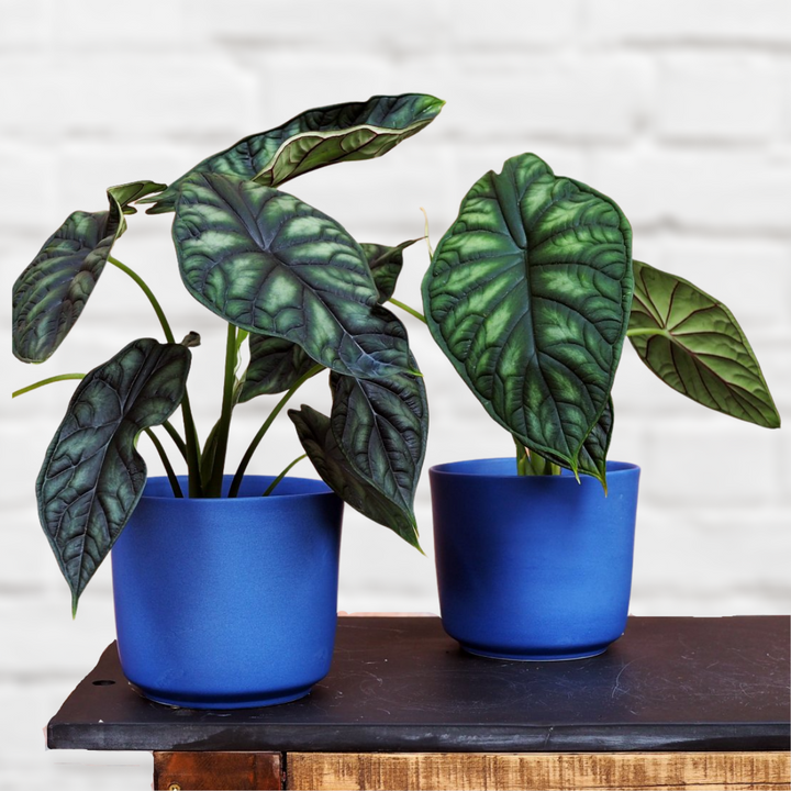 Alocasia Dragon Scale - Shop Online!