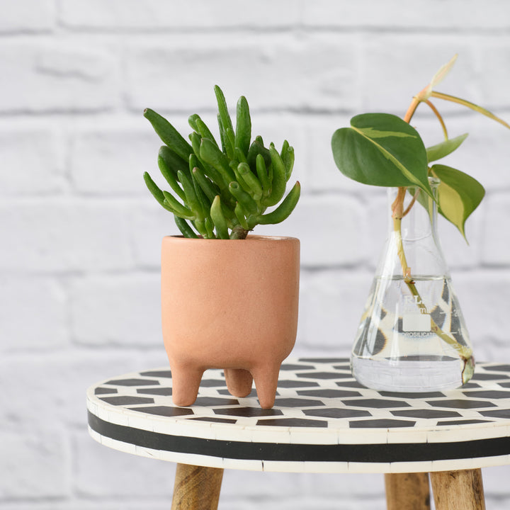 Shrek Ears Plant - Shop Online!