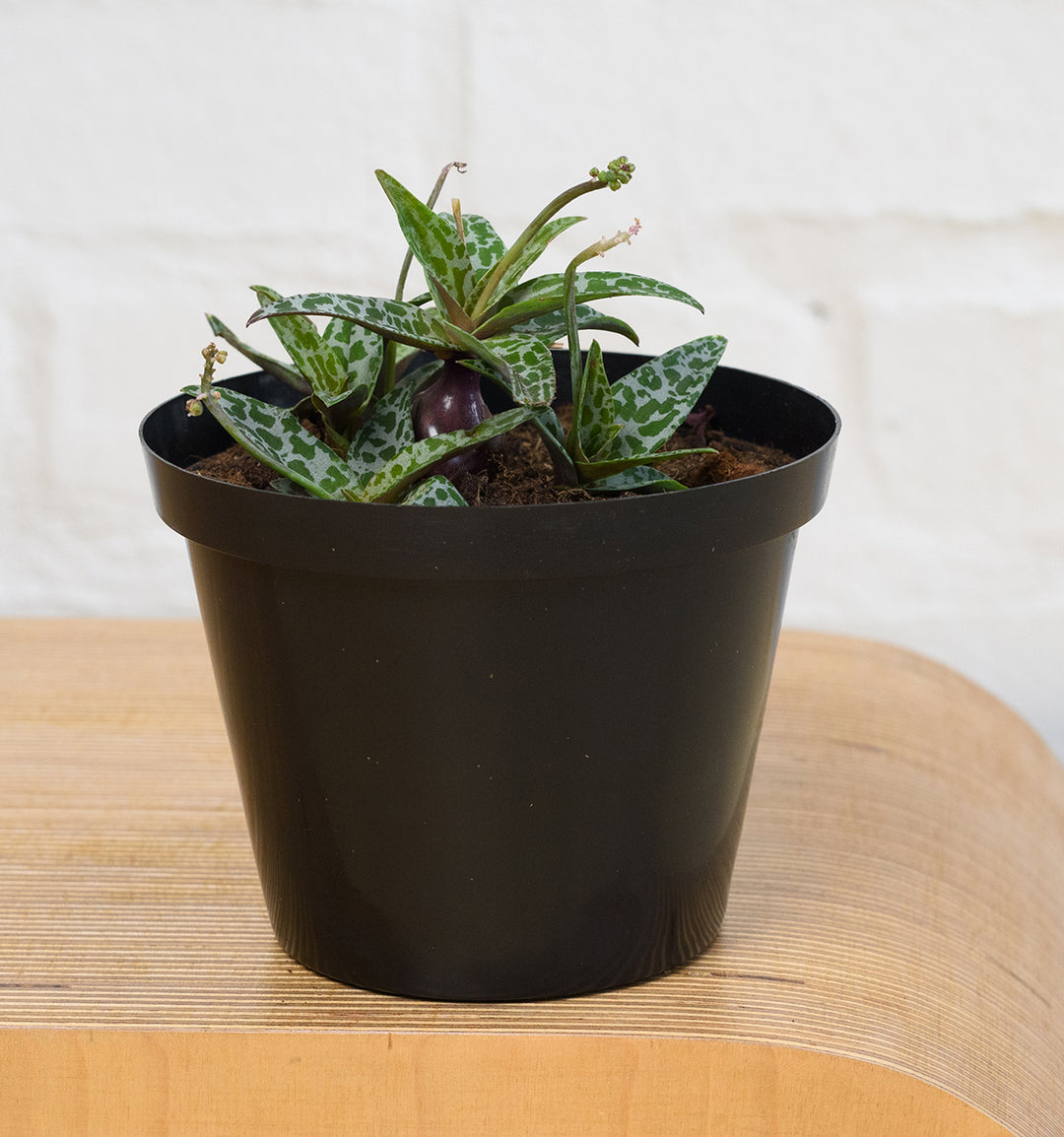 Silver Squill - Shop Online!