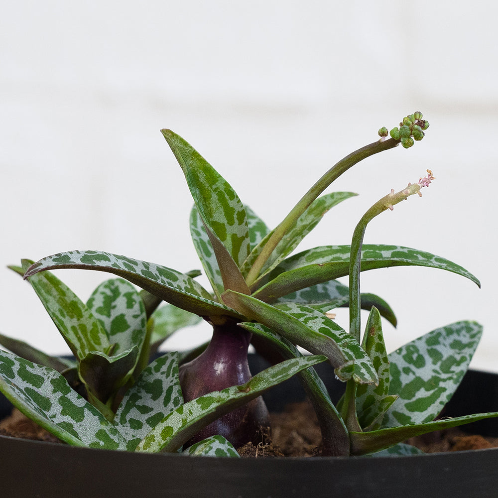 Silver Squill - Shop Online!