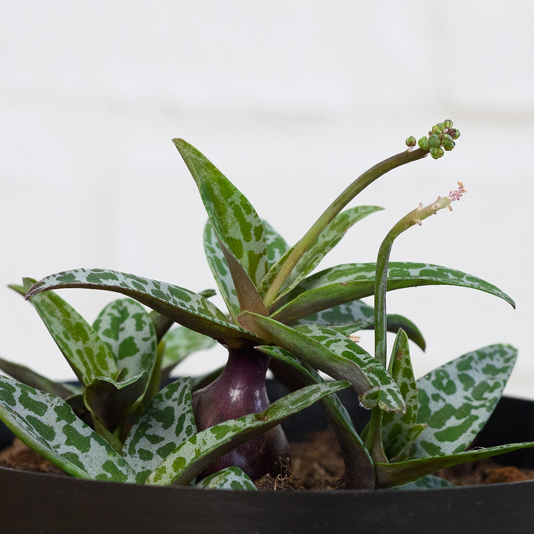 Silver Squill - Shop Online!