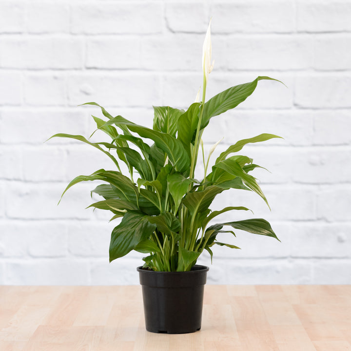 Peace Lily - Shop Online!