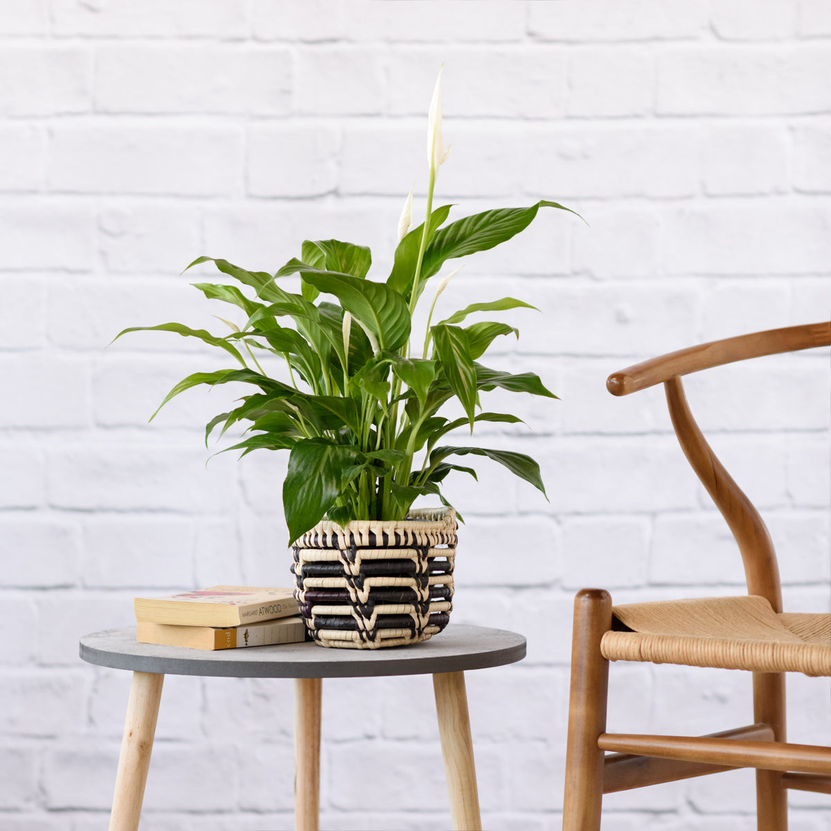 african peace lily Peace Lily