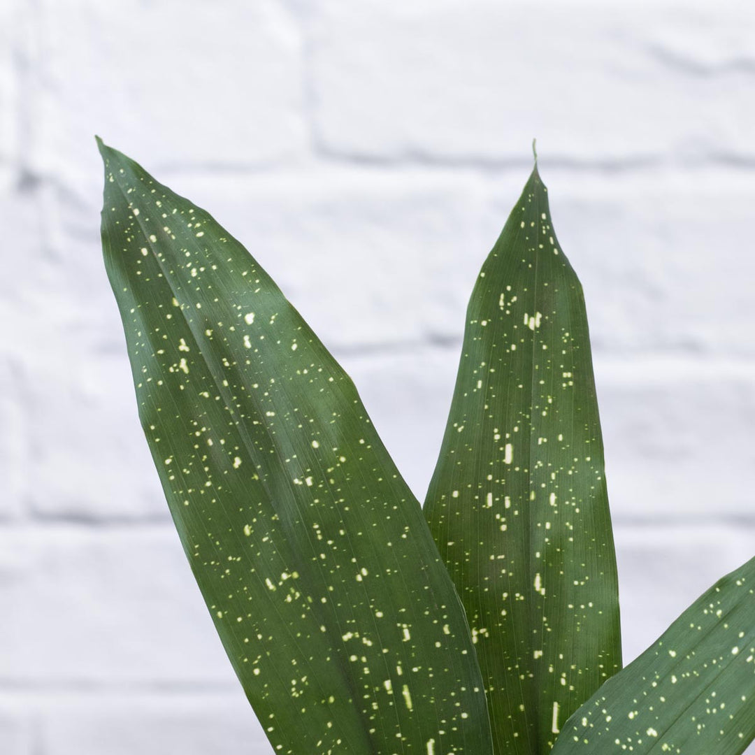 Speckled Cast Iron Plant - Shop Online!