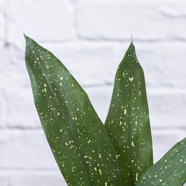 Speckled Cast Iron Plant - Shop Online!