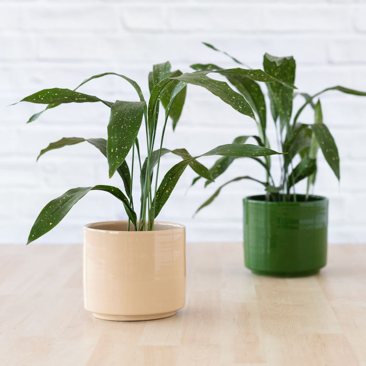 Speckled Cast Iron Plant - Shop Online!