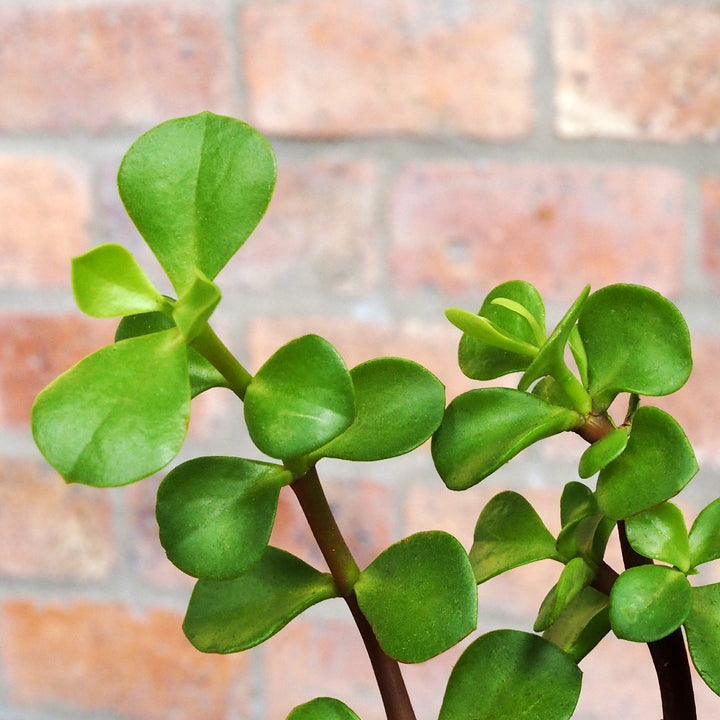 Spekboom - Shop Online!