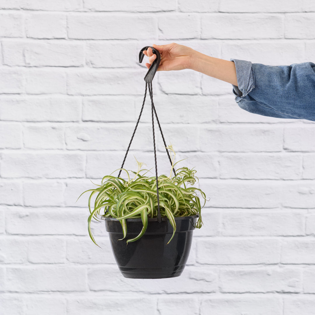 Spider Plant - Bonnie - Shop Online!