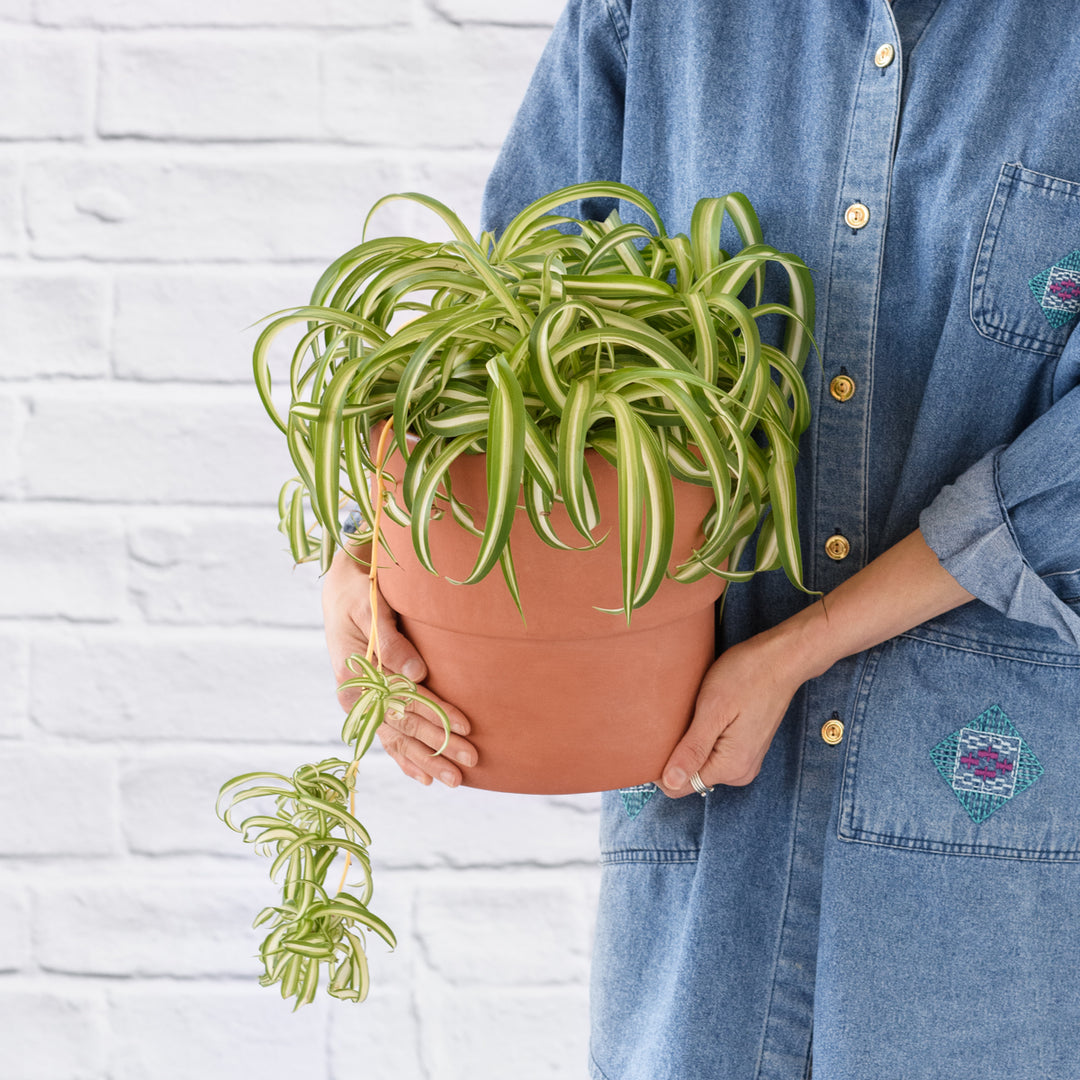 Spider Plant - Bonnie - Shop Online!