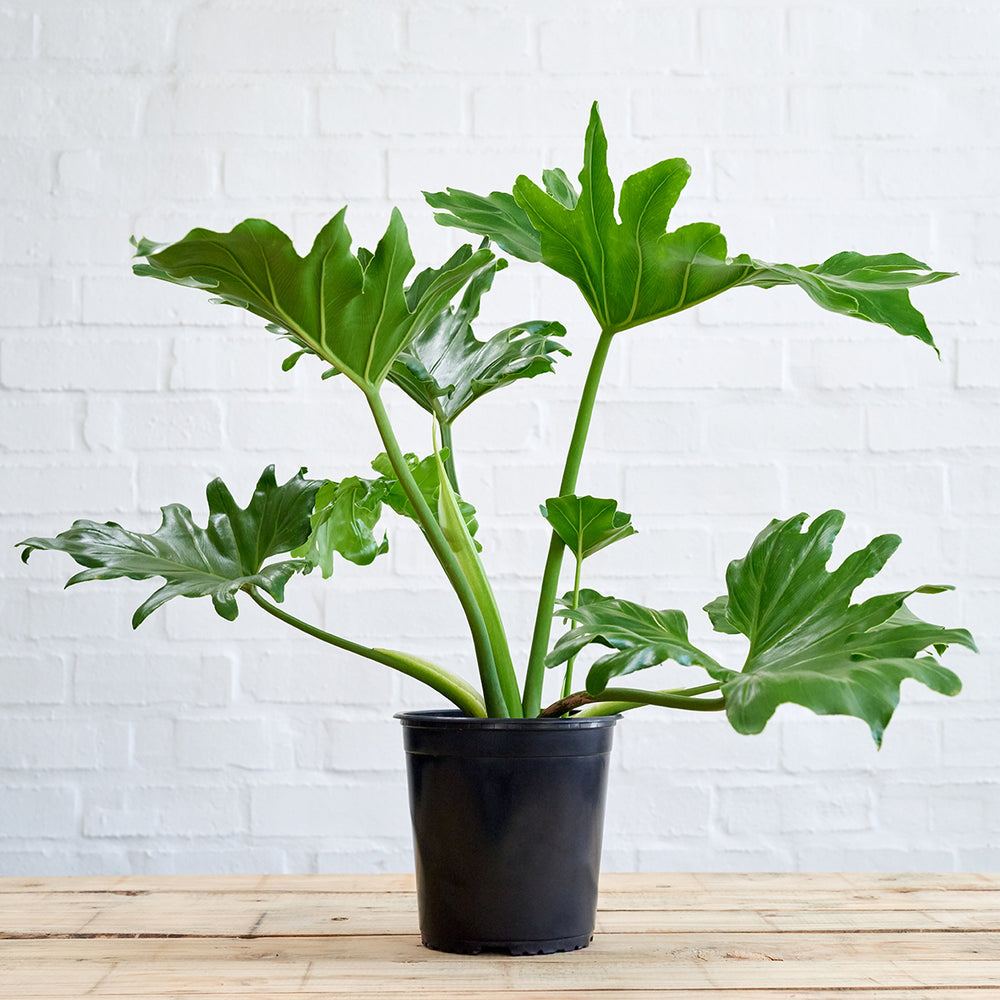 Split Leaf Philodendron - Shop Online!