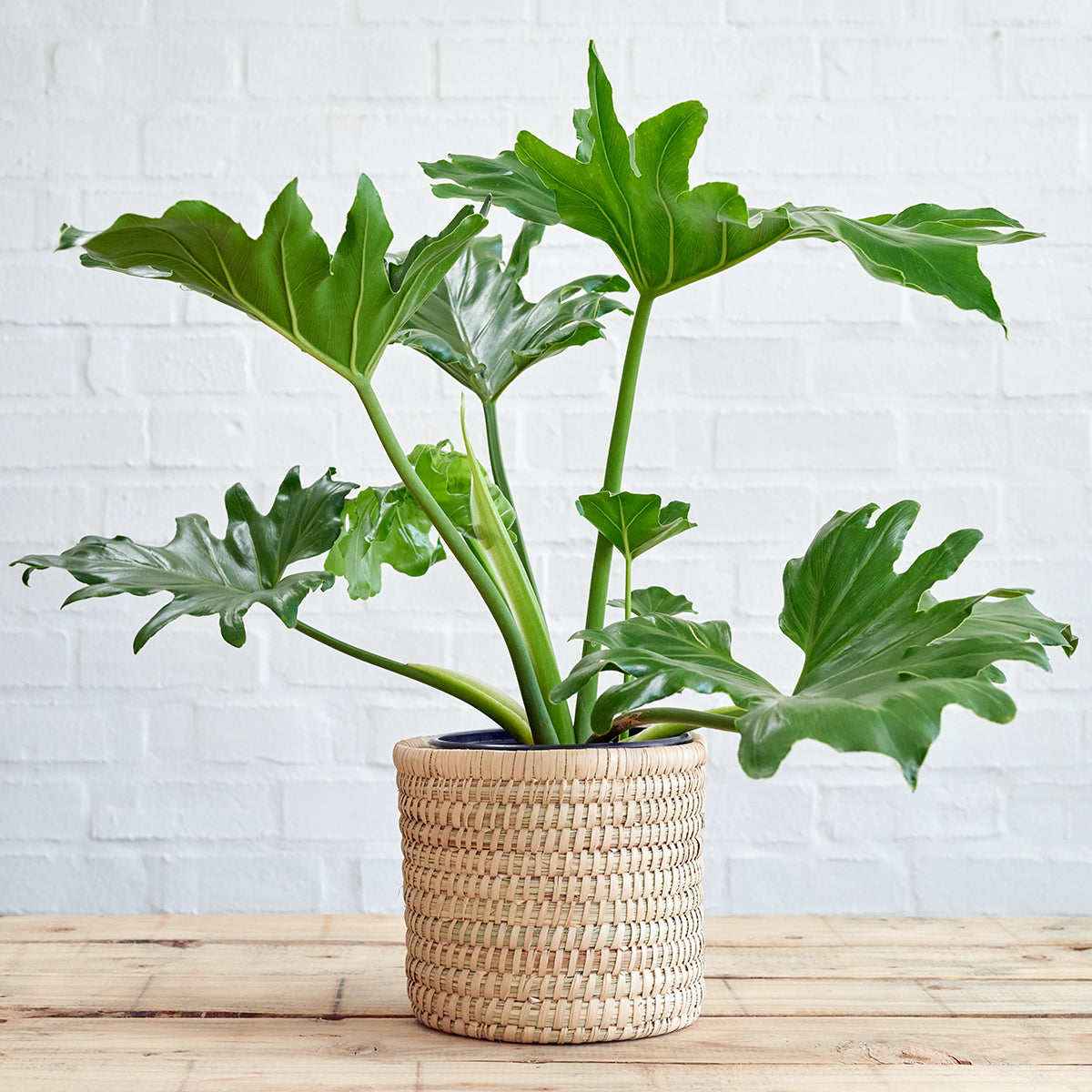 giant split leaf phil plant philodendron selloum Split Leaf Philodendron
