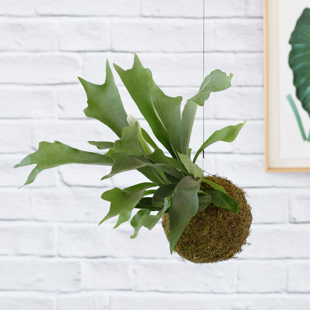 Staghorn Fern Mossball - Shop Online!