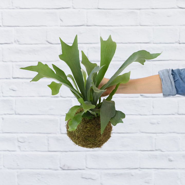 Staghorn Fern Mossball - Shop Online!