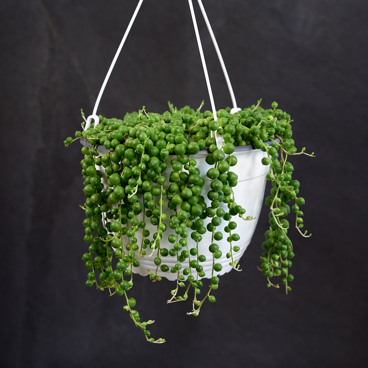 String of Pearls - LARGE - Shop Online!